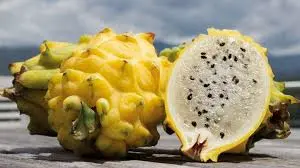 PITAYA 